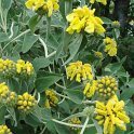 Phlomis fruticosa fleur